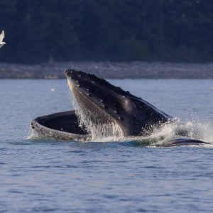 A humpback whale surfaces with its mouth wide open, splashing water, while a seagull flies above the water nearby. Forested shoreline is visible in the background.