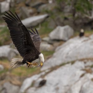 A bald eagle flies with wings spread wide, clutching a crab in its talons above a rocky, blurred background.