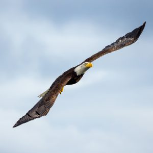 A bald eagle soars through the sky with its wings fully outstretched against a backdrop of soft, cloudy blue sky.