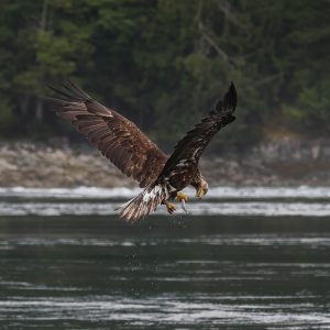 Experience the thrill of Eagle Show Tours 2025 as bald eagles swoop over water, clutching fish in their talons against a scenic forested shoreline.
