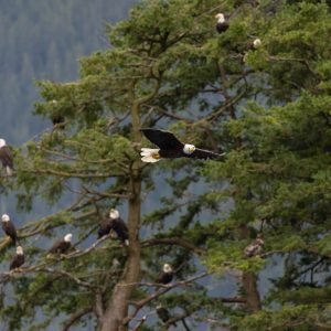 Experience the majesty of bald eagles in flight and at rest on Eagle Show Tours 2025, set among lush green pines with a stunning forested mountain backdrop.