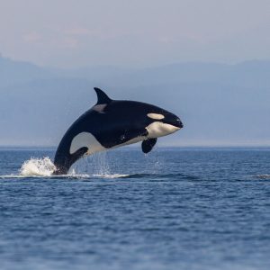 A killer whale (orca) leaps out of the water in the ocean with distant hazy mountains in the background under a clear sky.