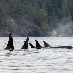 A pod of orcas swims close together near the surface of calm water, with tall dorsal fins visible. In the background, there is a forested shoreline and mist rising above the water.