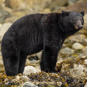 A black bear stands on rocky ground covered in seaweed and barnacles, looking right. Blurred rocks fill the background. Experience moments like this with Private Wildlife Photo Tours.
