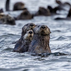 In a natural aquatic setting, two otters swim closely together with heads above water while more otters appear in the blurred background. Captured at the Broughton Archipelago Photography Workshop 2026.